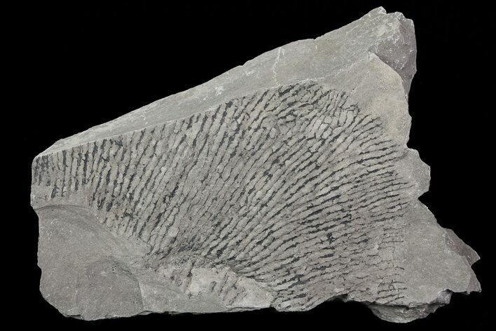 Graptolite (Dictyonema) Plate - Rochester Shale, NY #68891